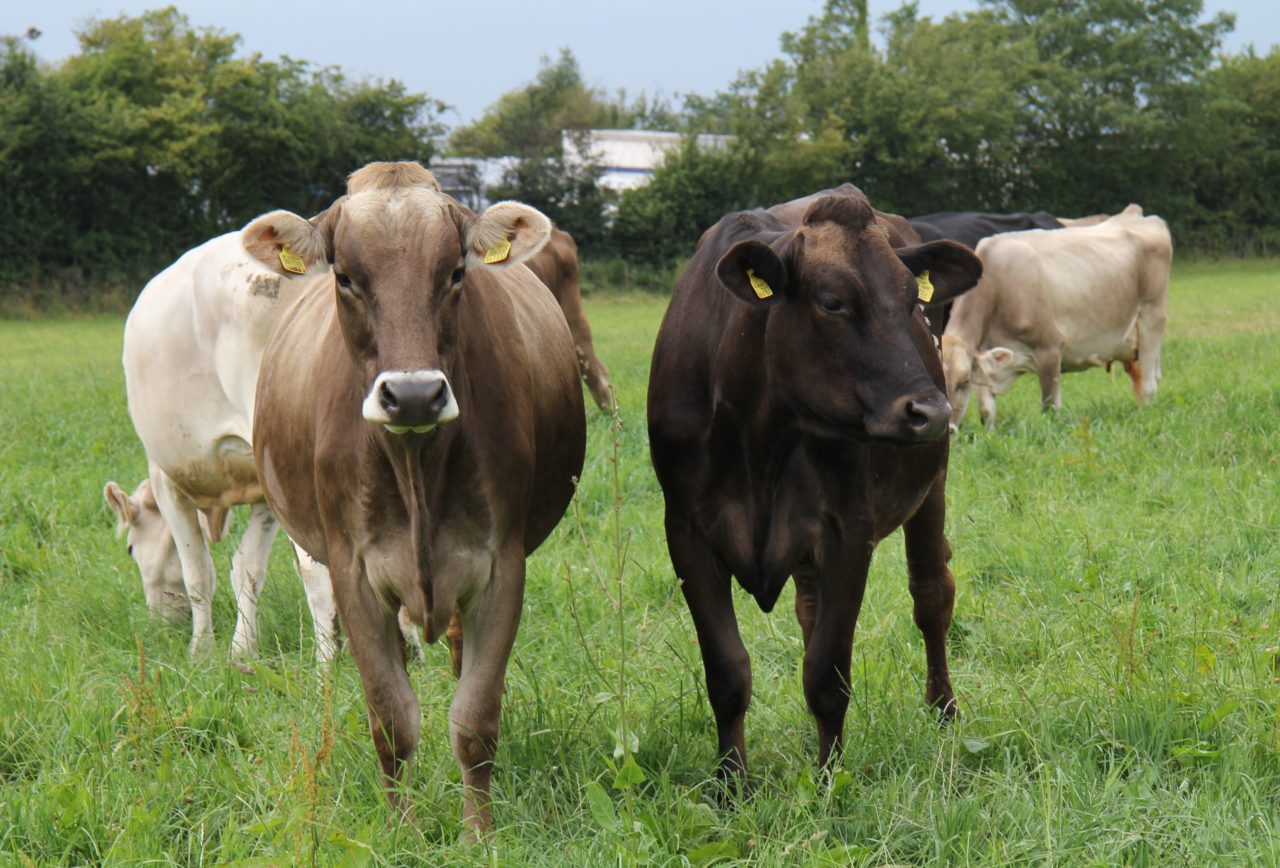 The Brown Swiss Breed - Brown Swiss