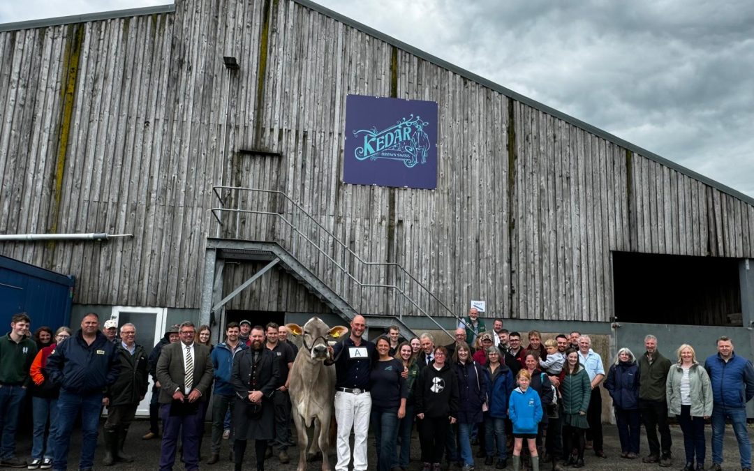 What a celebration of all things Brown Swiss!