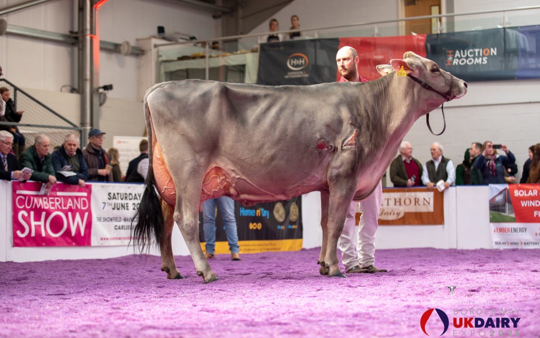 2025 show season off to a flying start at UK Dairy Expo